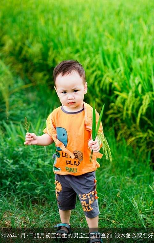2026年1月7日腊月初五出生的男宝宝五行查询 缺木怎么取名好 2026年1月7日腊月初五出生的男宝宝五行查询 缺木怎么取名好