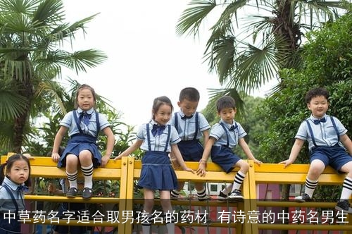 中草药名字适合取男孩名的药材 有诗意的中药名男生